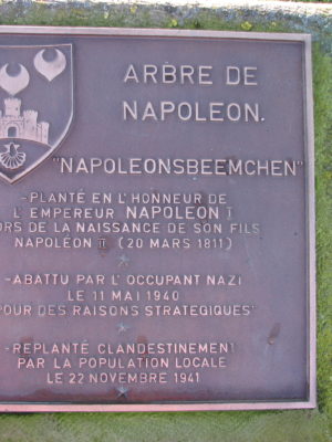 Arbre Napoleon2